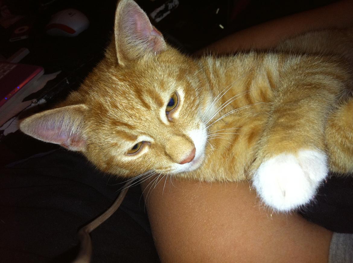 Huskat Bob Marley   (Marley)(r.i.p). :( billede 11