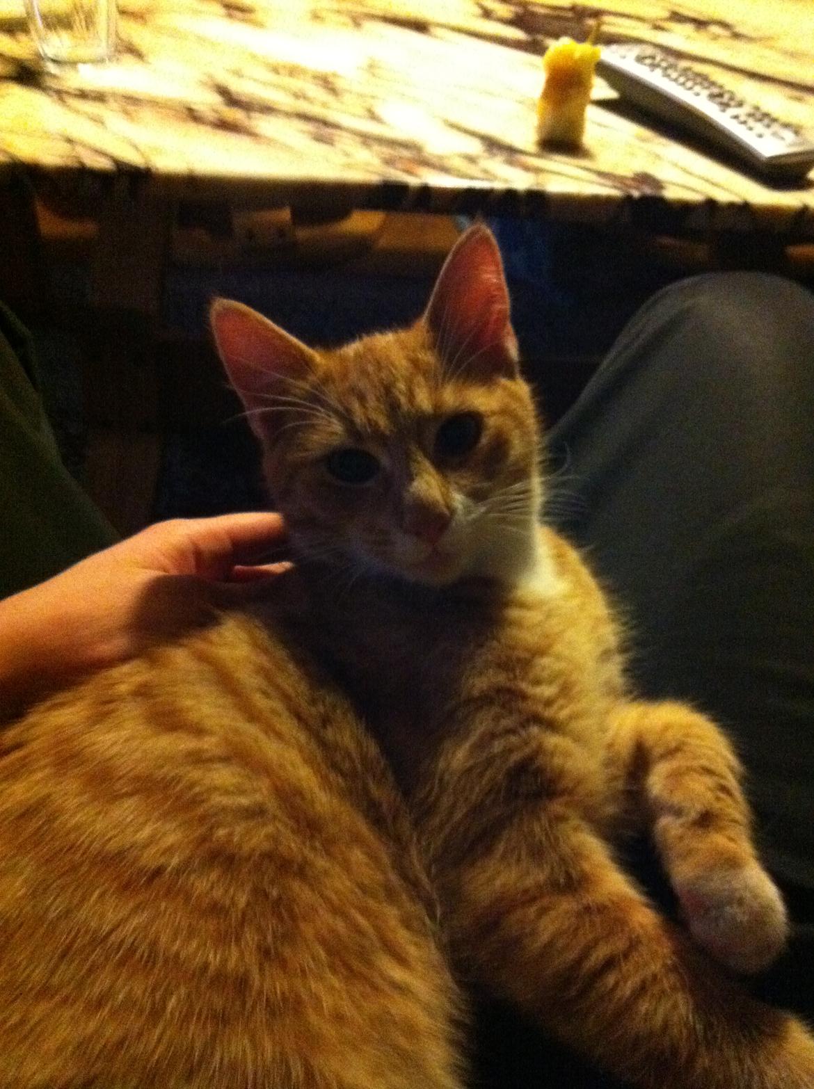 Huskat Bob Marley   (Marley)(r.i.p). :( billede 12