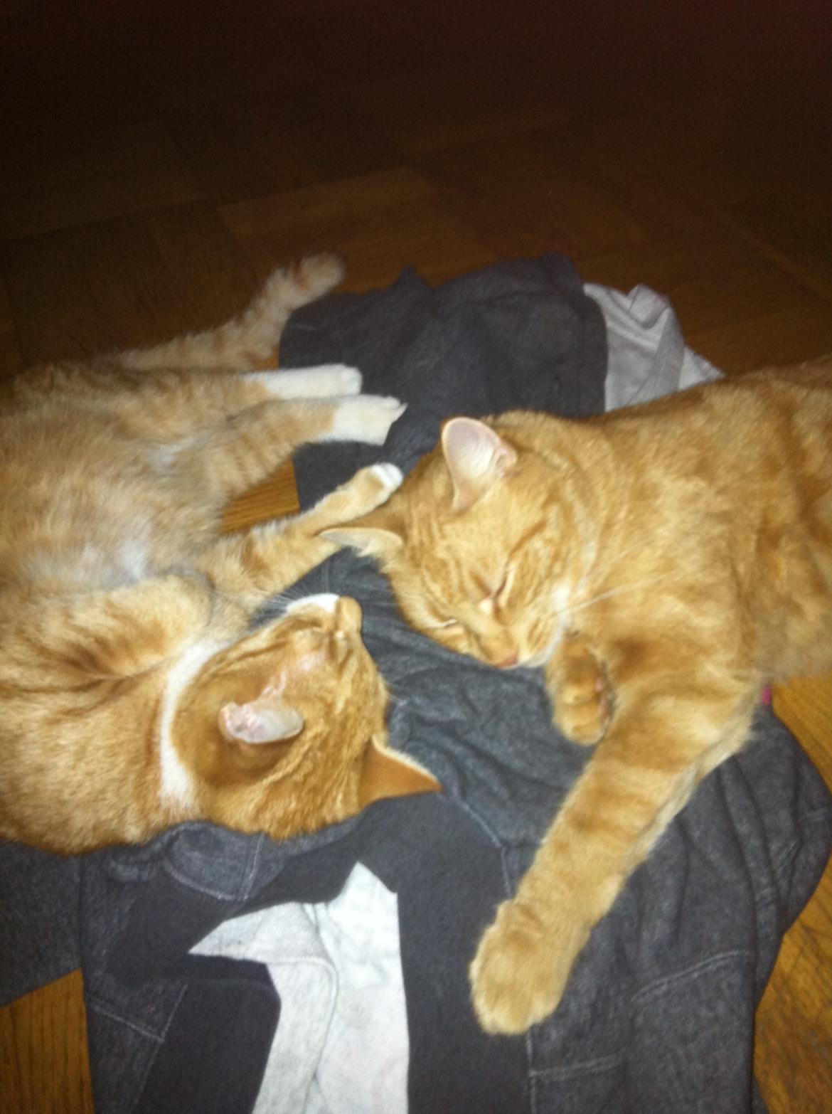 Huskat Lisbeth  - Mine 2 skønheder.:* billede 6