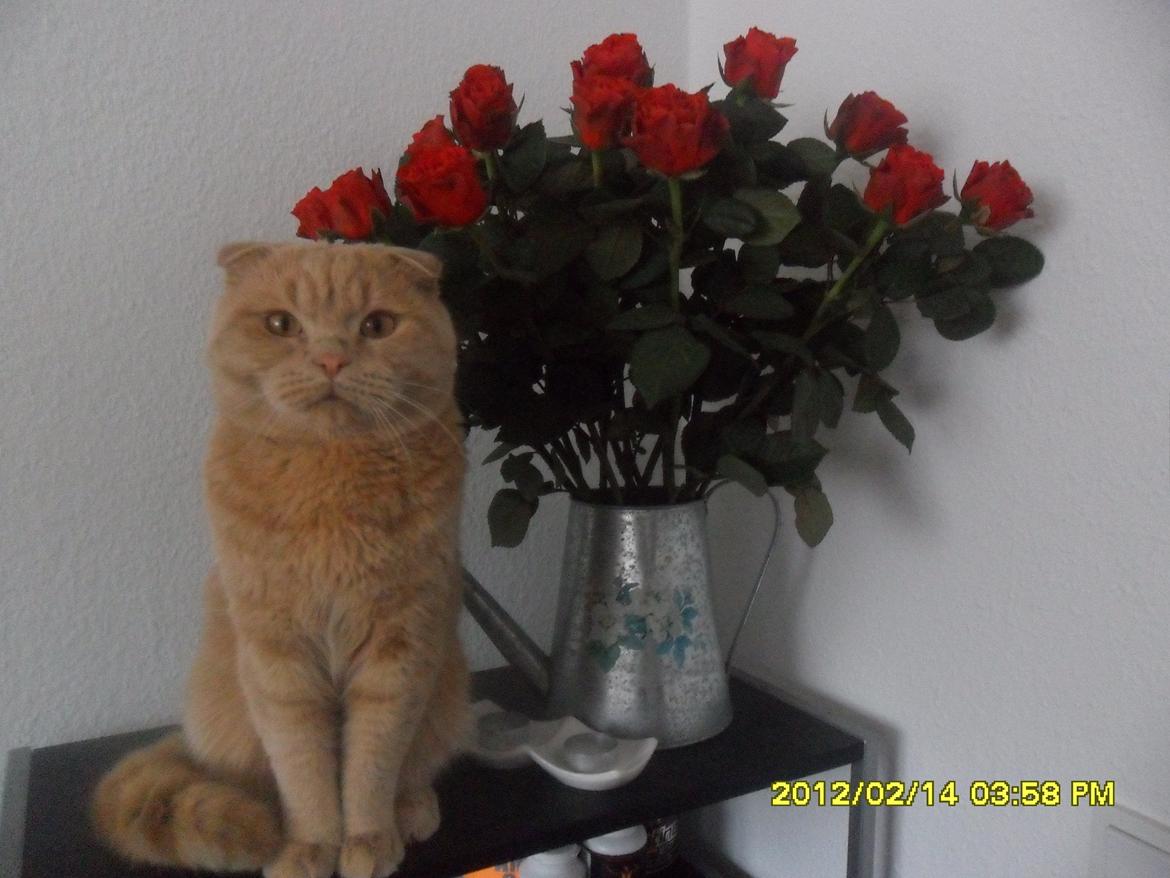 Scottish Fold Baileys - Valentines dag! billede 1