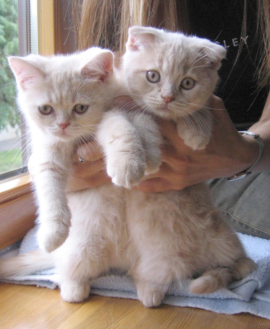 Scottish Fold Baileys - Baileys med hans bror Barri billede 2