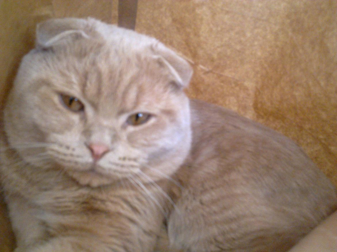 Scottish Fold Baileys - Baileys slappe af! billede 3