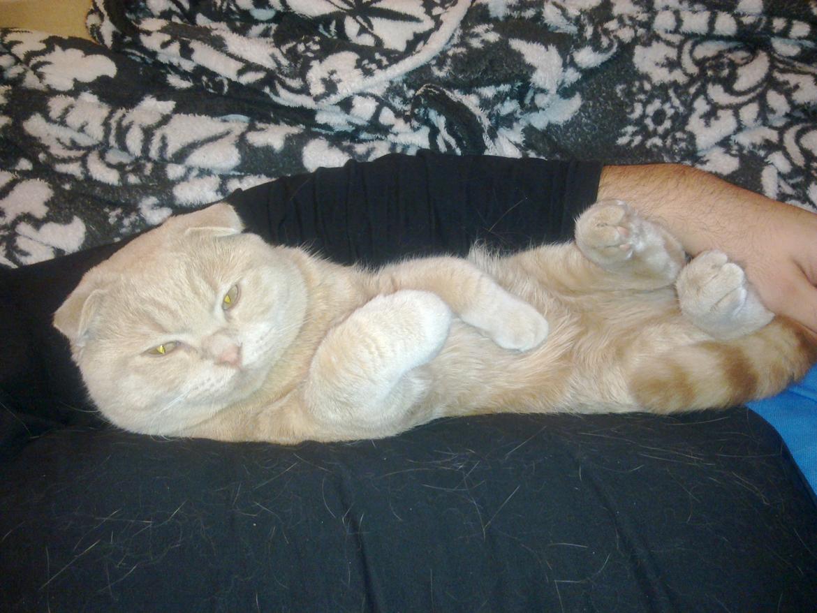 Scottish Fold Baileys - Her sover vi!  billede 4