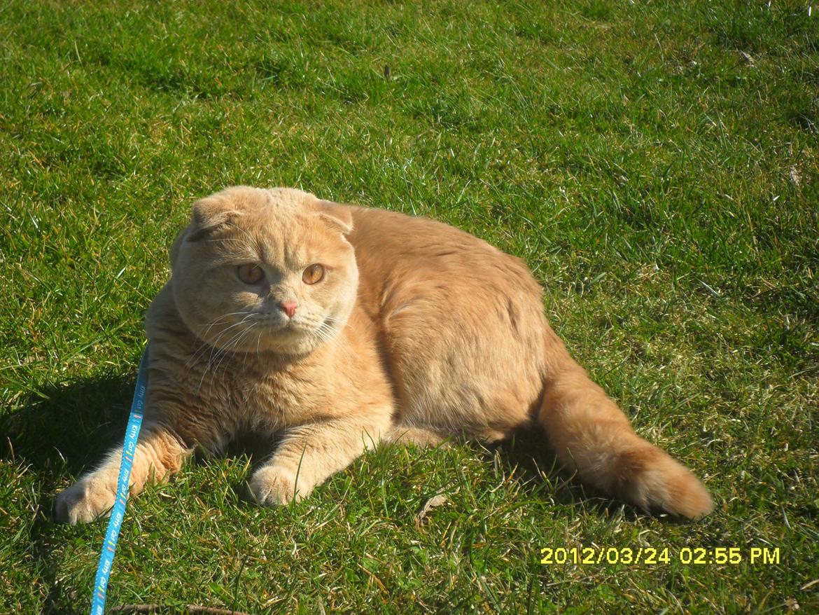 Scottish Fold Baileys - Frisk luft udenfor!  billede 5