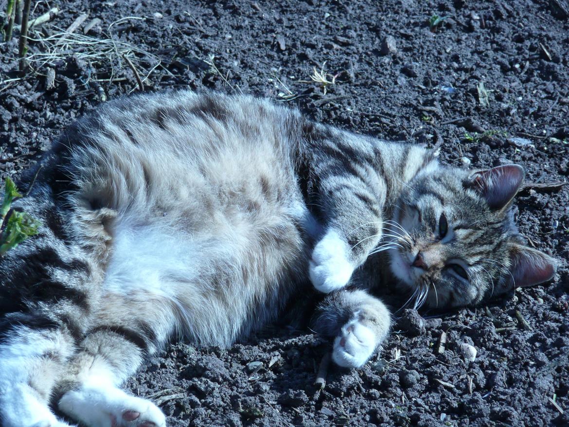 Blanding af racer Sara billede 2