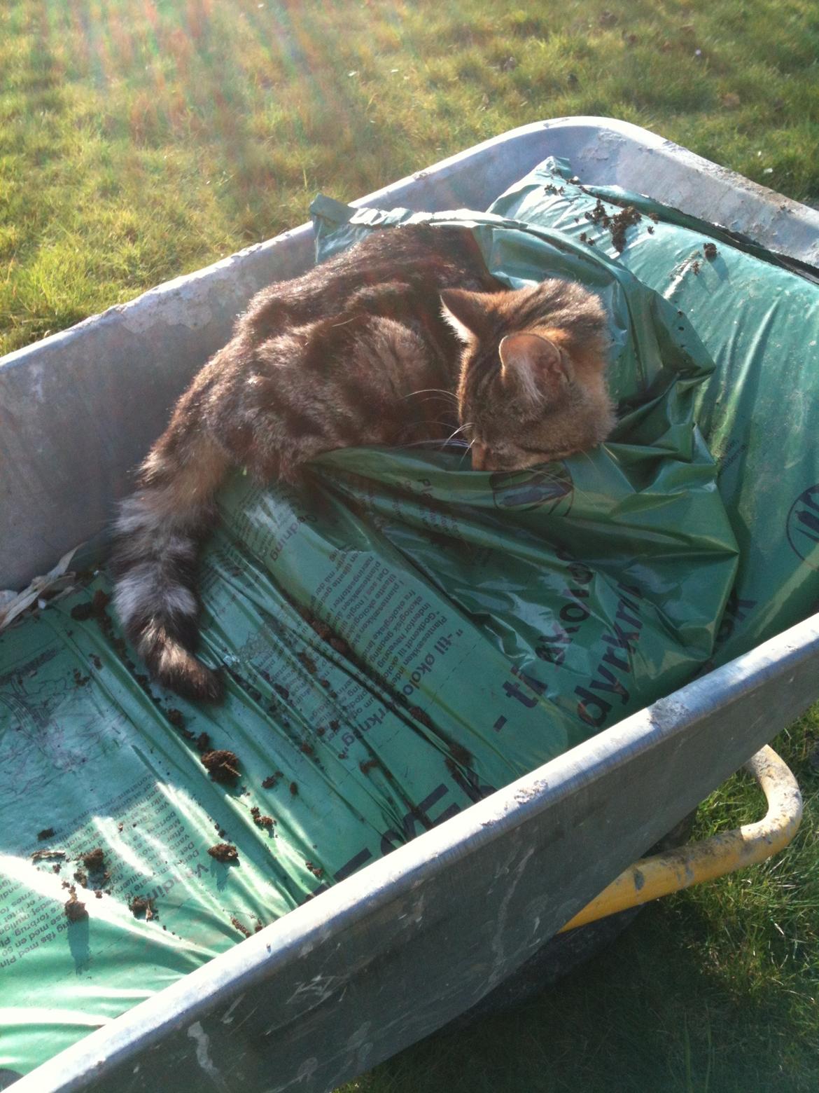 Blanding af racer Sara billede 3