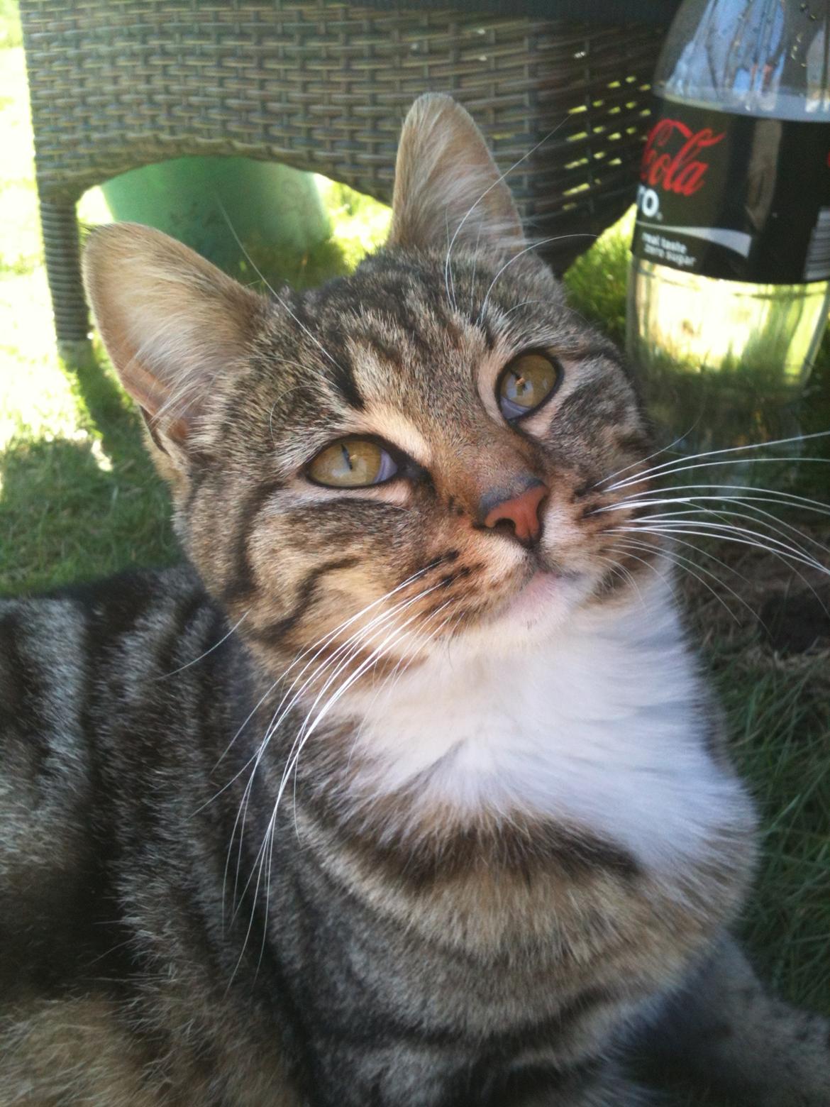 Blanding af racer Sara billede 1