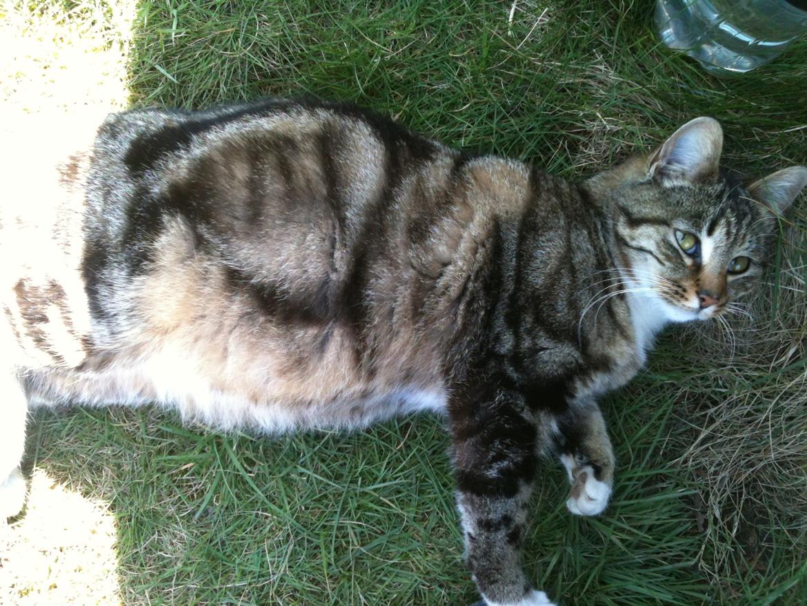 Blanding af racer Sara billede 4