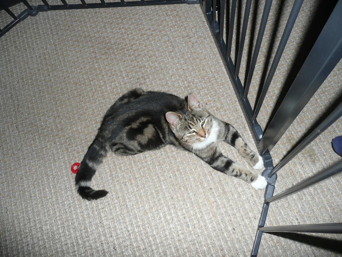 Blanding af racer Sara billede 6