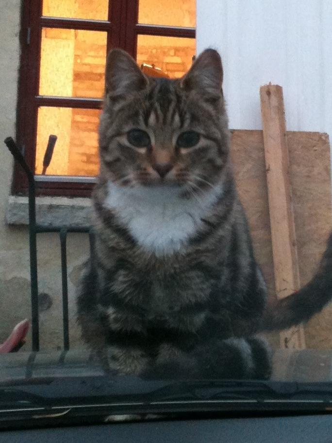 Blanding af racer Sara billede 7