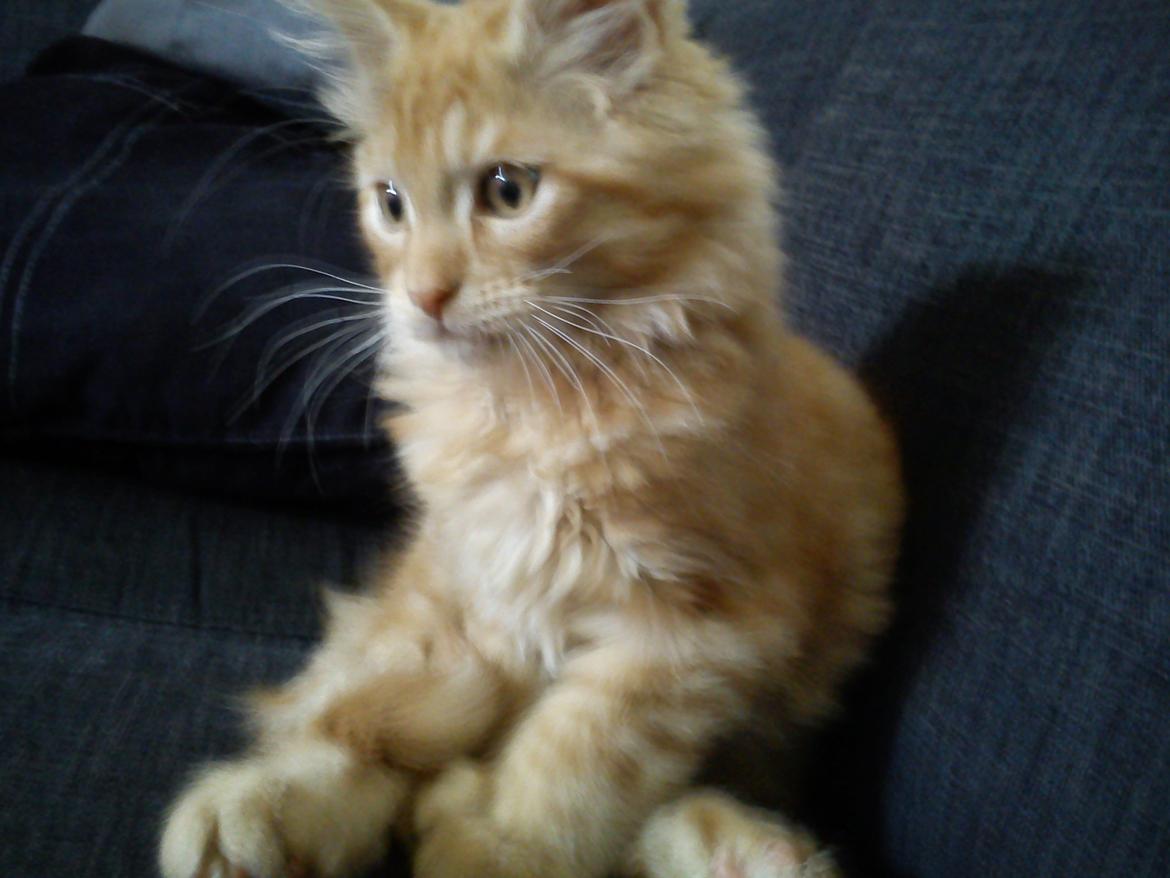 Maine Coon Nephew - Sidder lige og leger i sofaen . billede 2