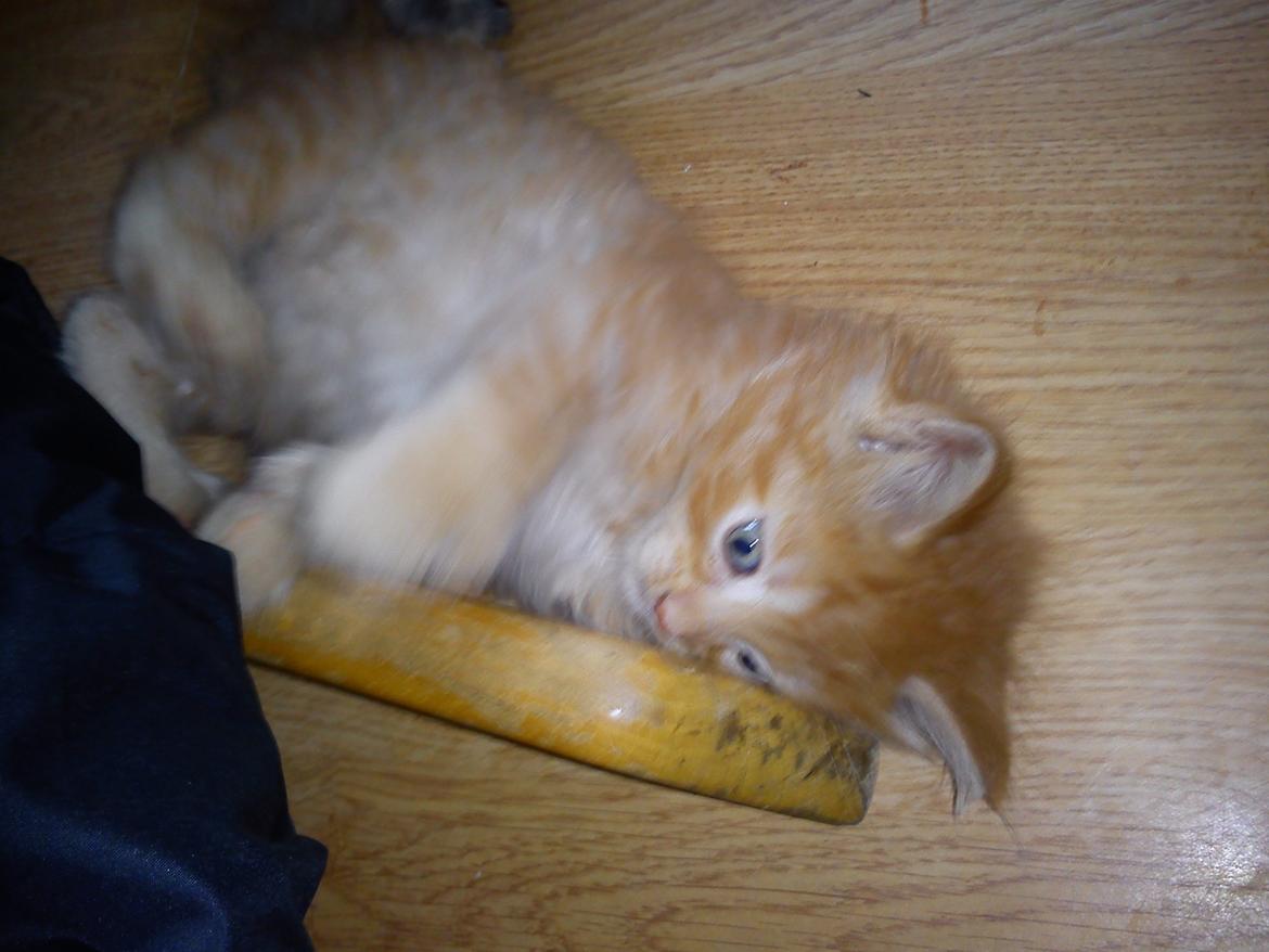 Maine Coon Nephew - Første gang vi var henne og besøge Nephew (: ca. 8 uger gammel . billede 3