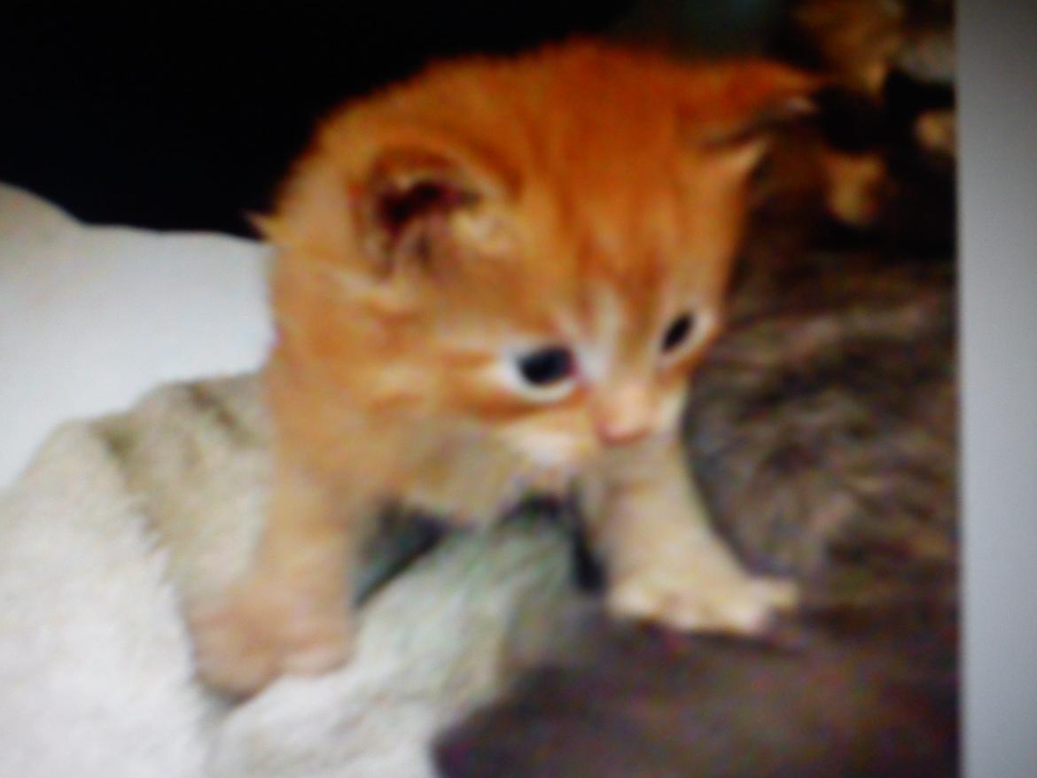 Maine Coon Nephew - Ca. 6 uger gammel (: billede 4