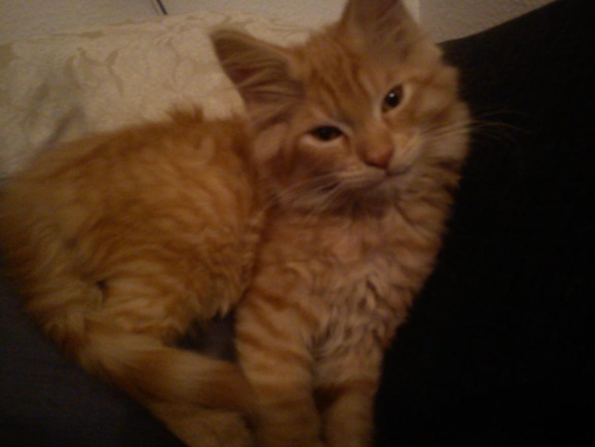 Maine Coon Nephew - Er jeg ikke kær ? (: billede 5