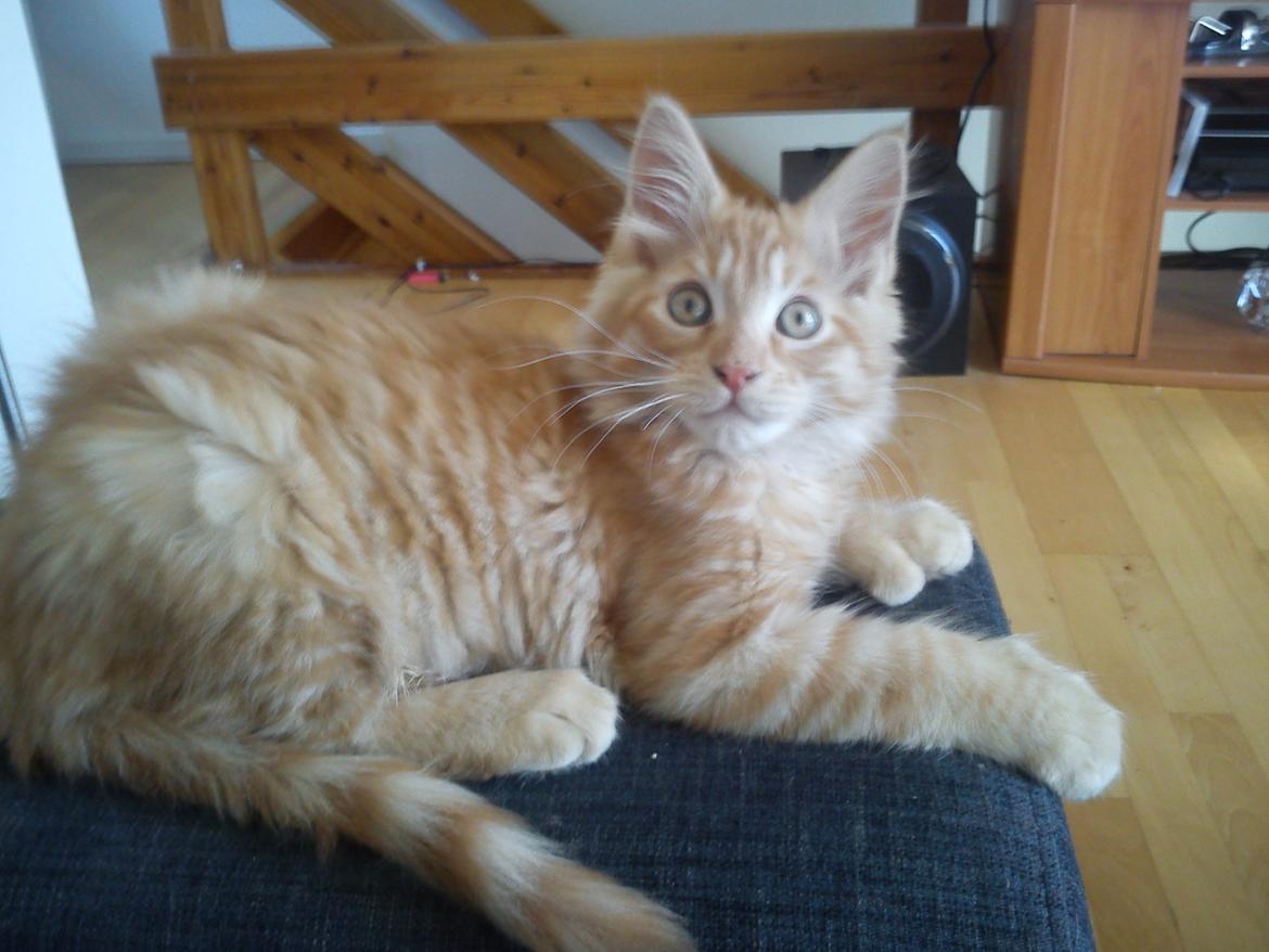 Maine Coon Nephew - Hva vil du nu moar ? :p billede 1