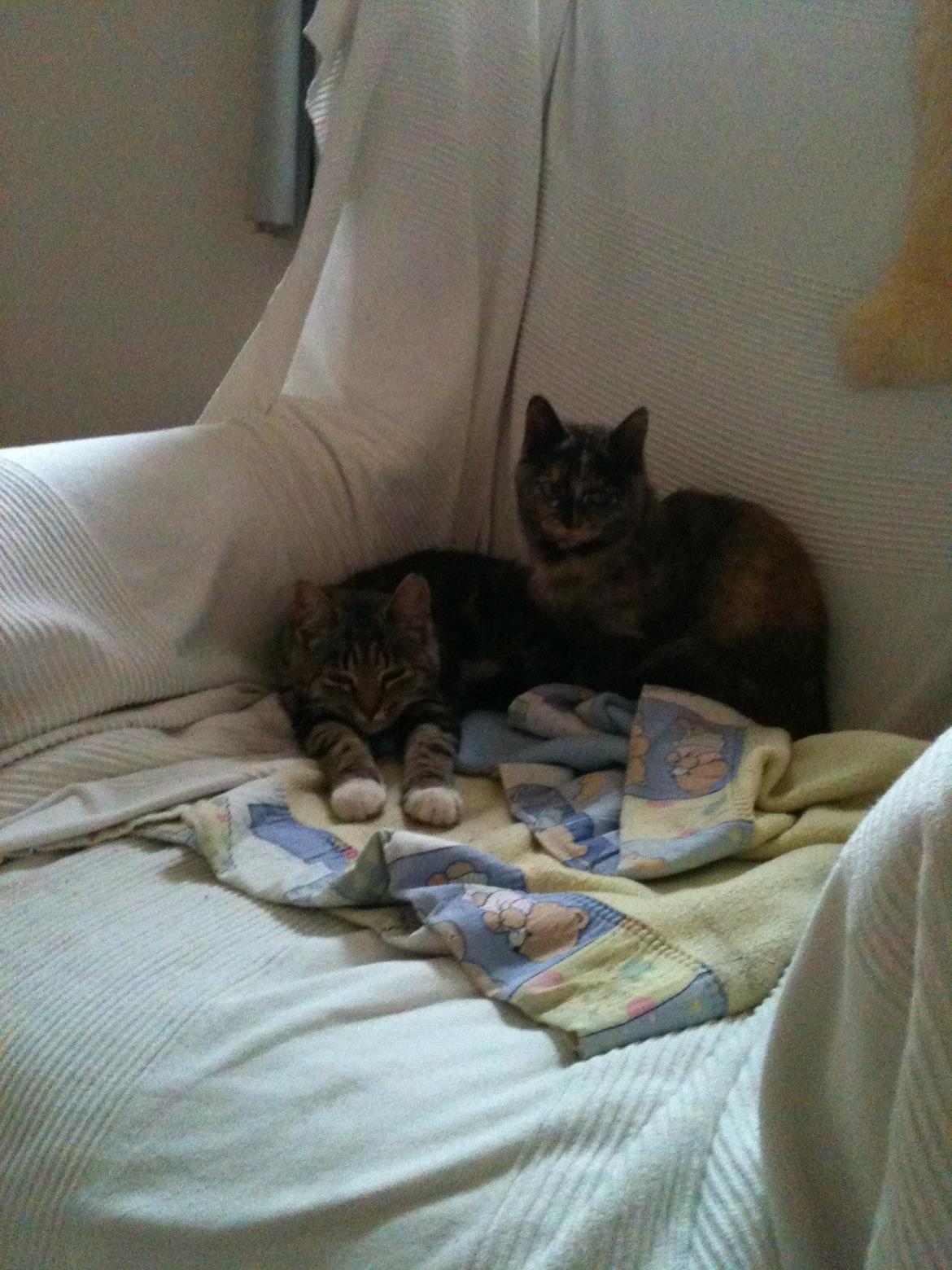 Blanding af racer Sara billede 8