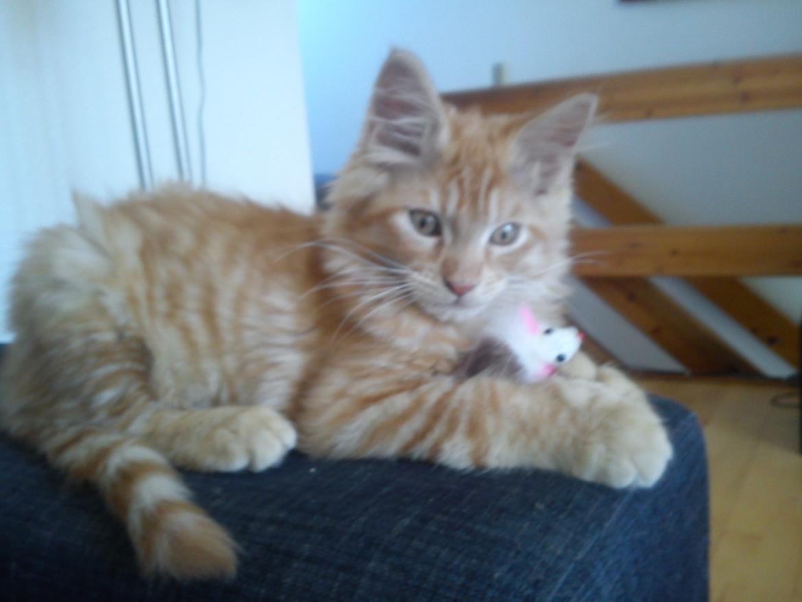 Maine Coon Nephew - Sidder lige med min lege mus :p billede 6