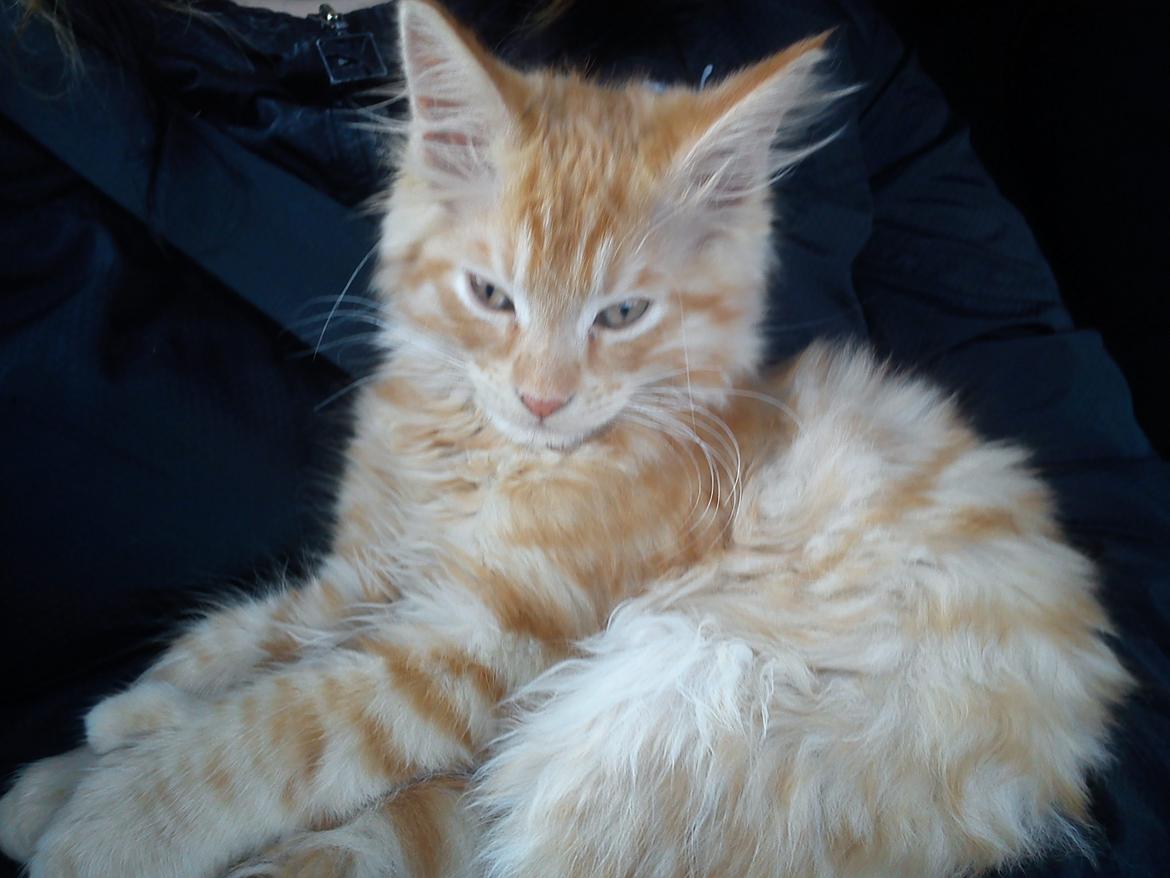 Maine Coon Nephew - Nephew på vej hjem i bilen . billede 7