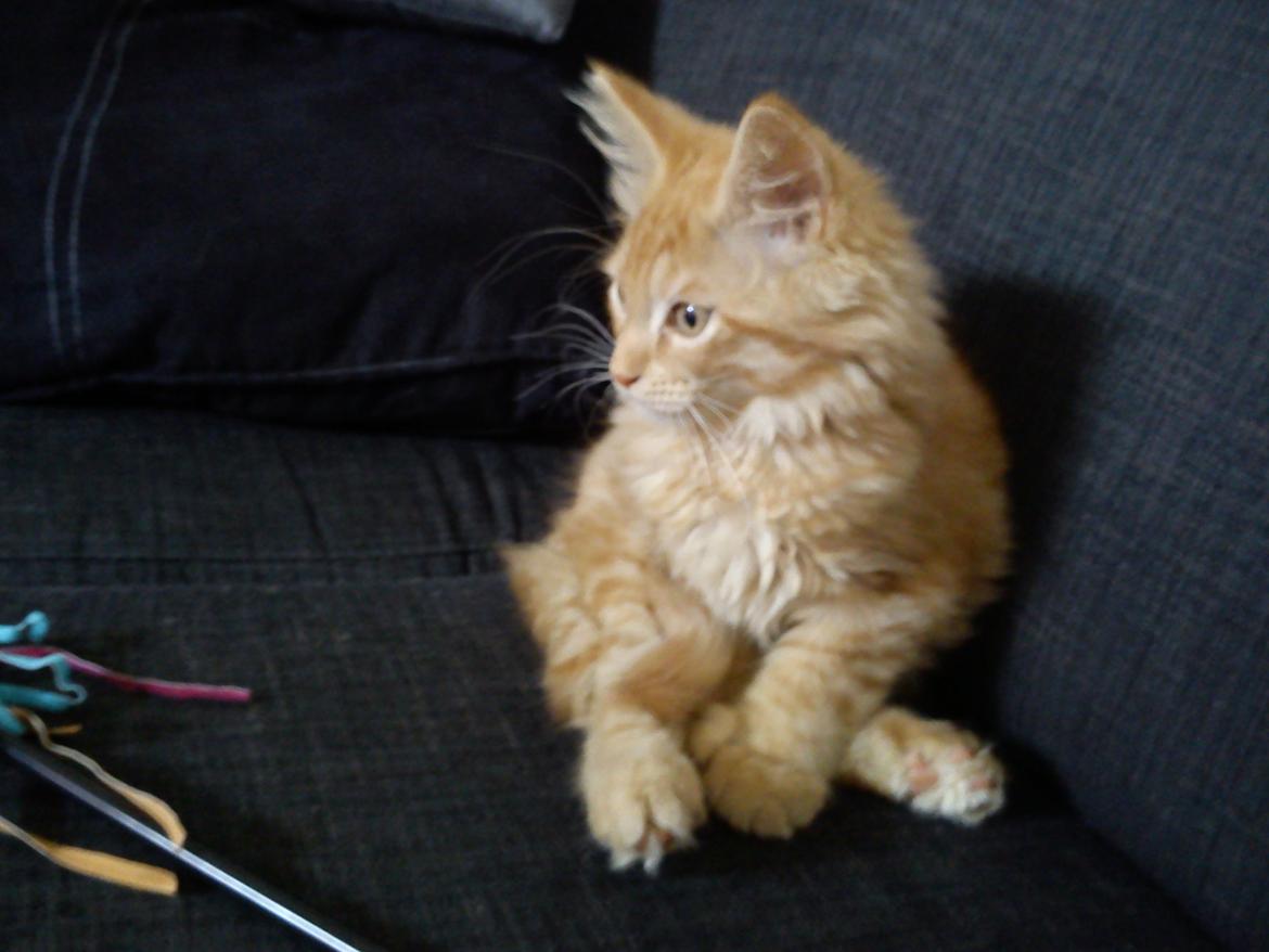 Maine Coon Nephew - Leger i sofaen :D billede 8
