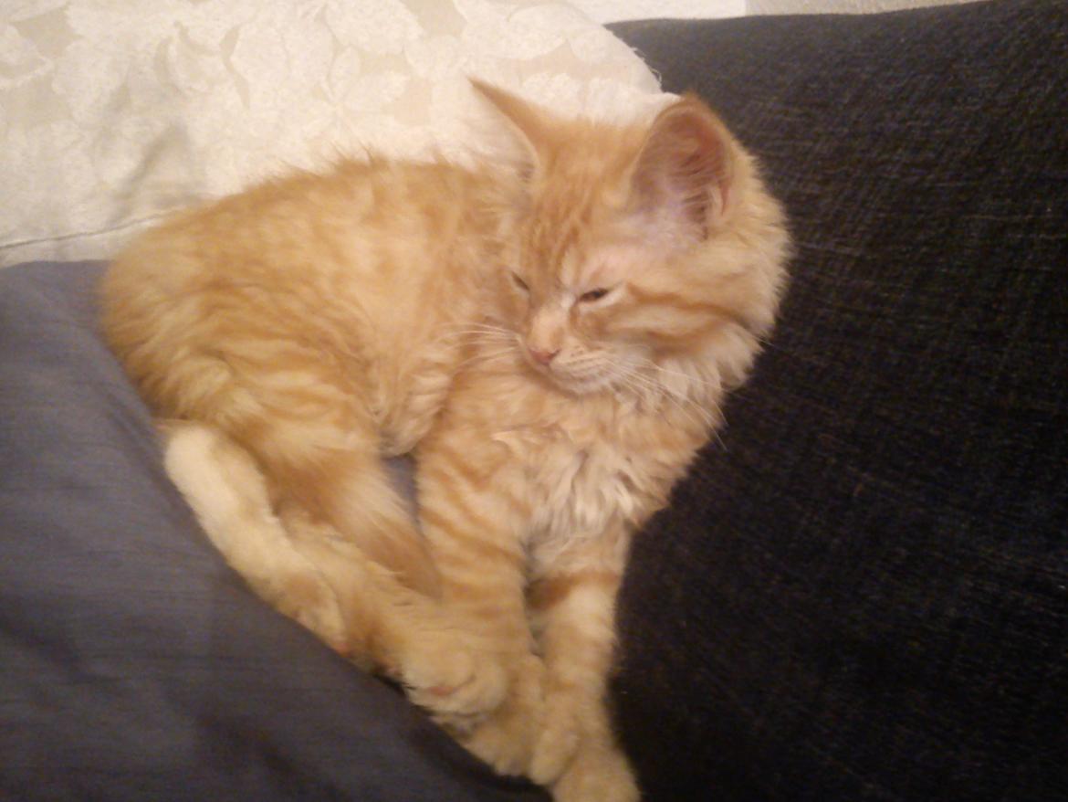Maine Coon Nephew - Tager lige en lille lur (: billede 9