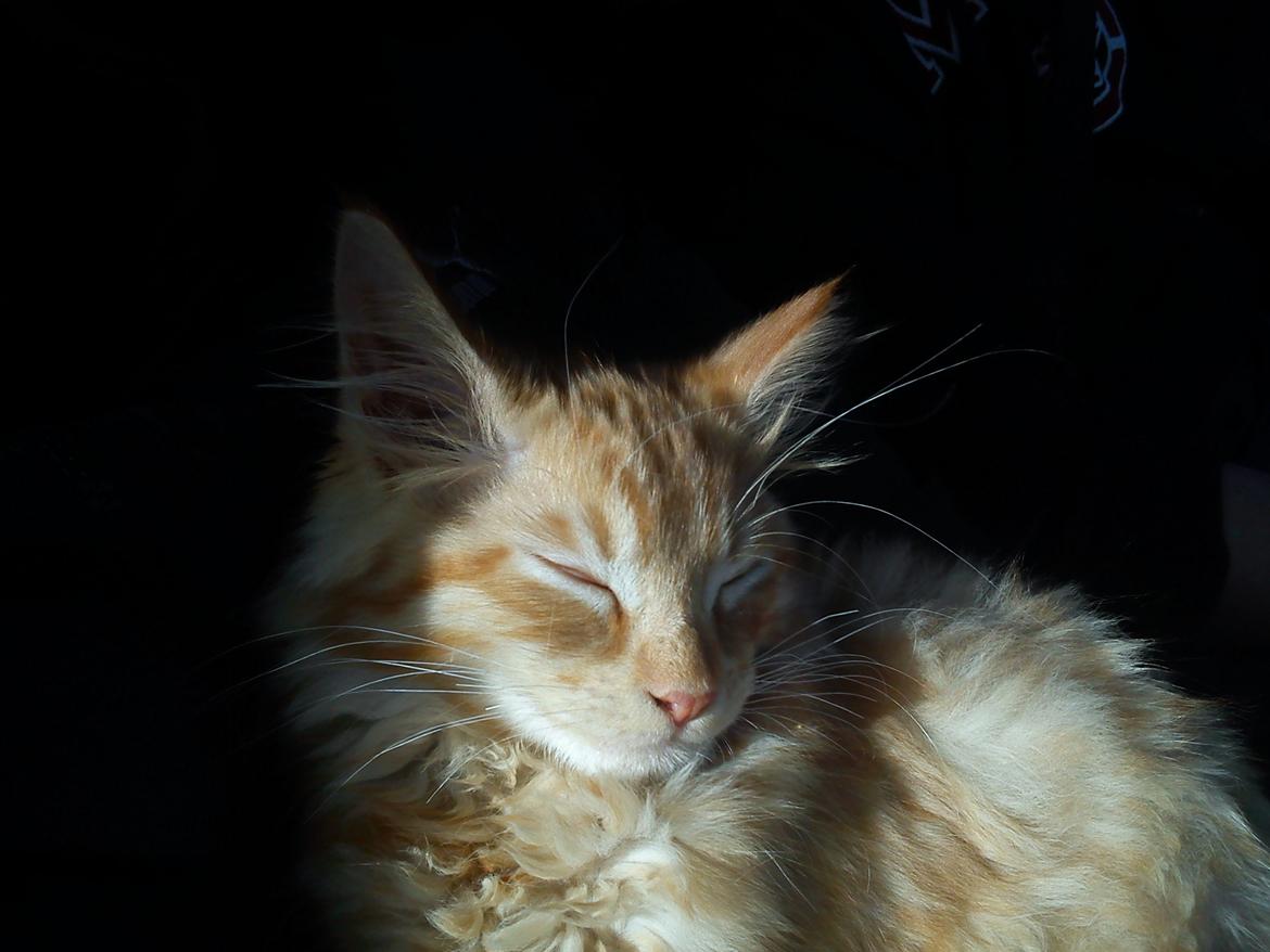 Maine Coon Nephew - På vej hjem i bilen (: billede 10