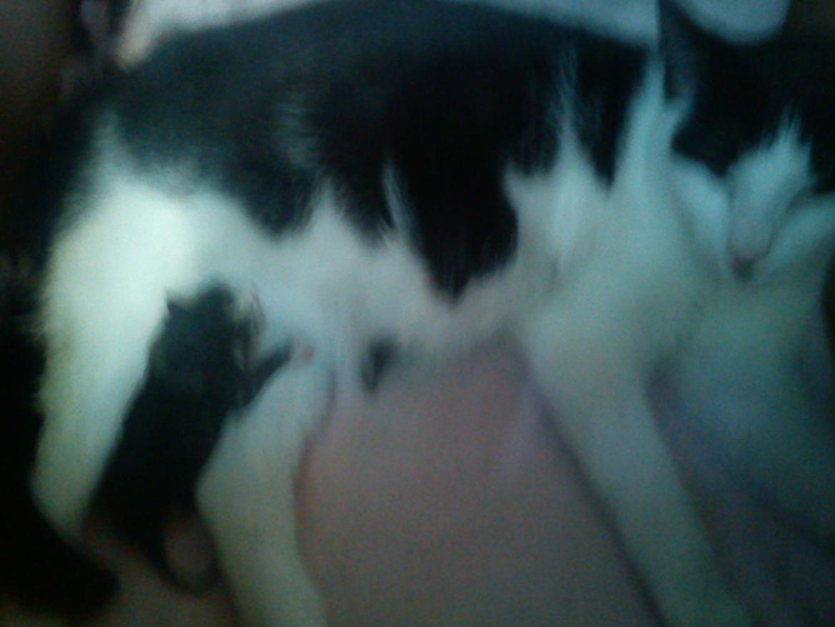 Huskat sasha - med hendes første killing billede 10