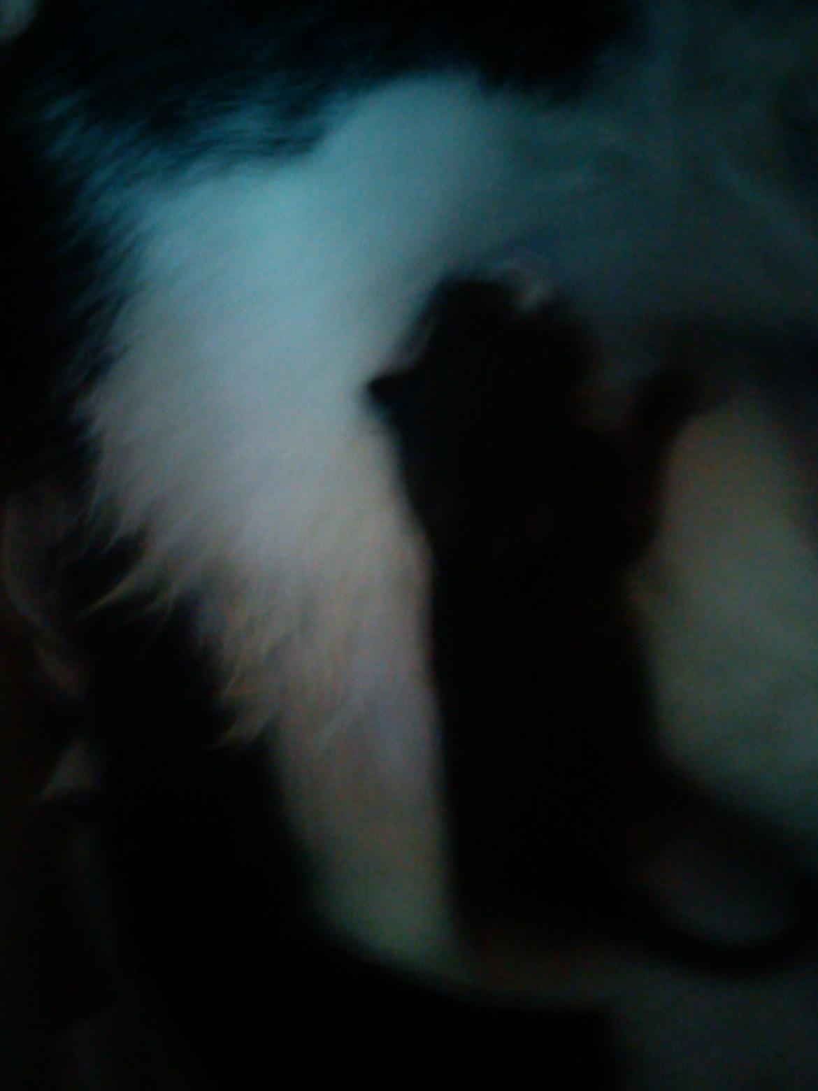 Huskat sasha - killingen billede 11