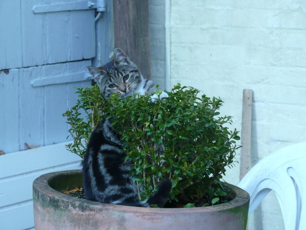 Blanding af racer Sara billede 9