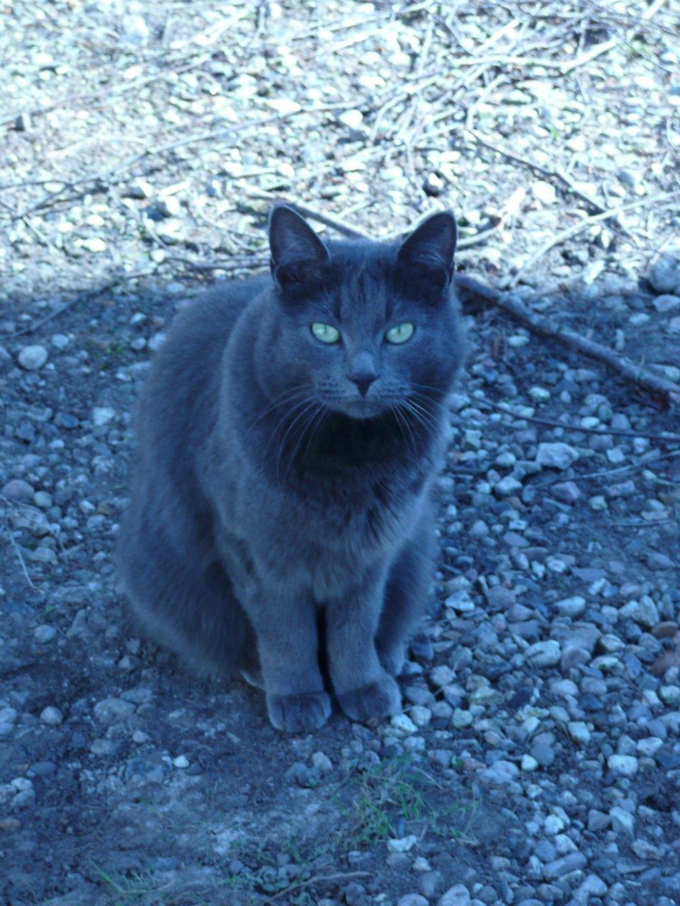 Blanding af racer Ove billede 1