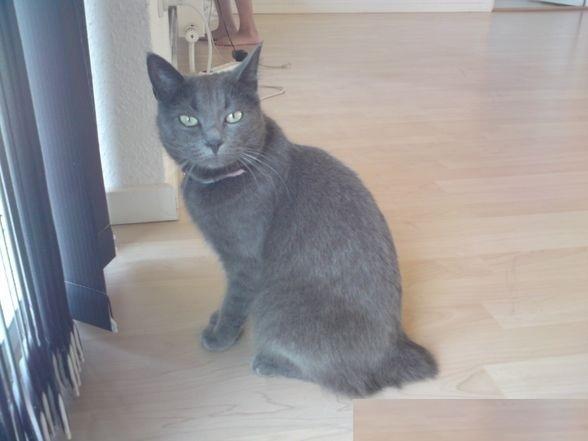 Blanding af racer Ove billede 2