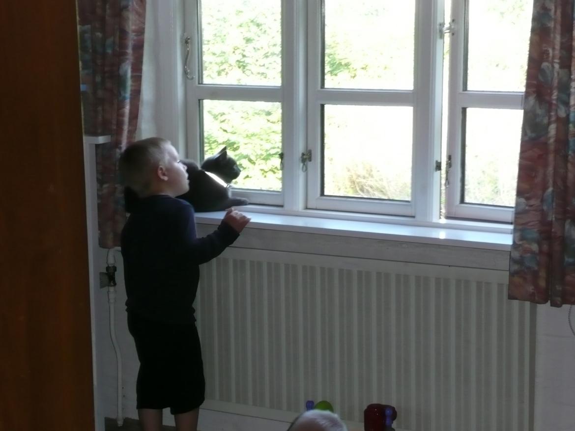 Blanding af racer Ove billede 3