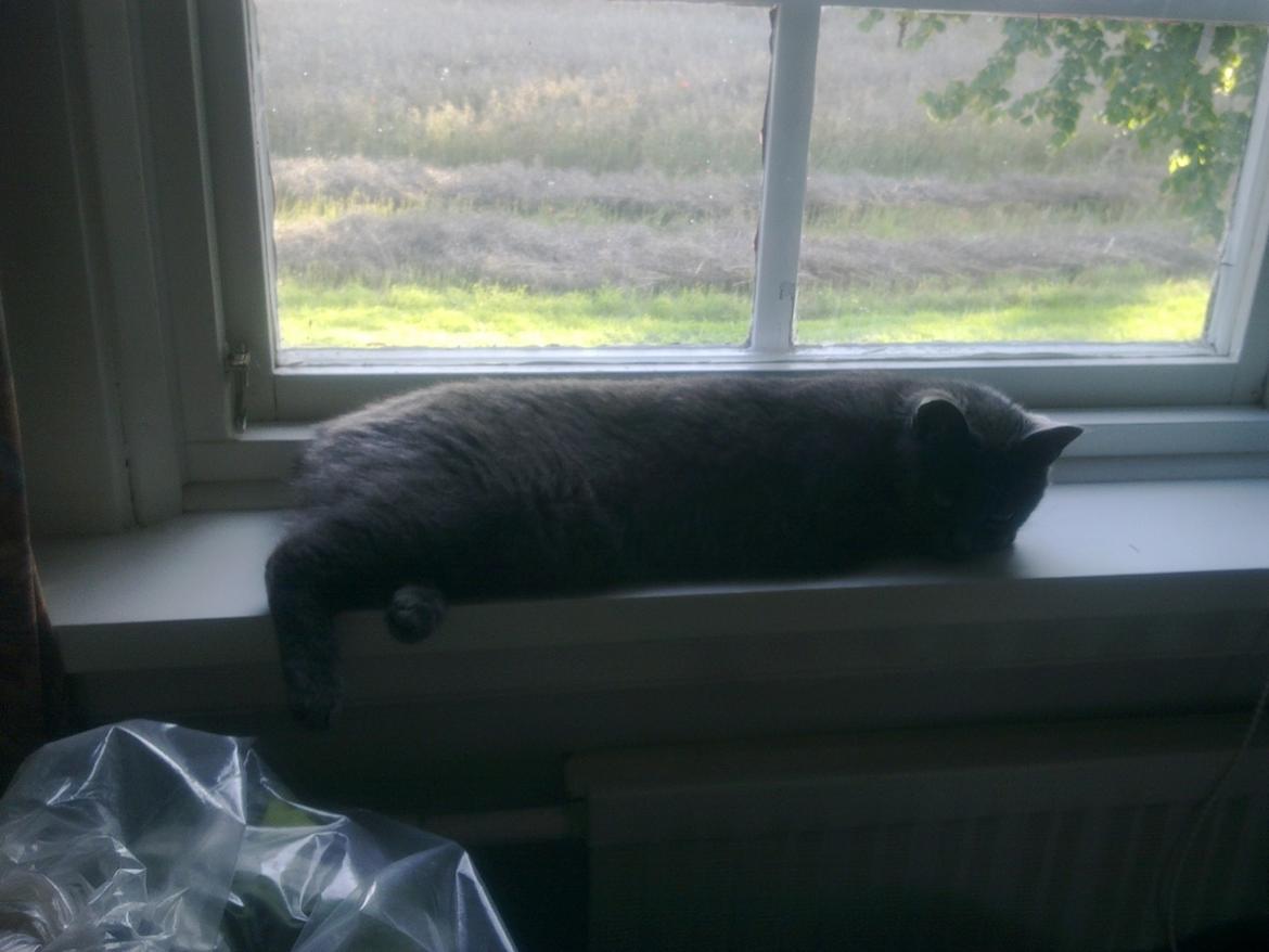 Blanding af racer Ove billede 5