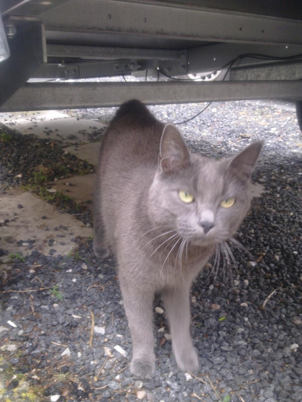 Blanding af racer Ove billede 6