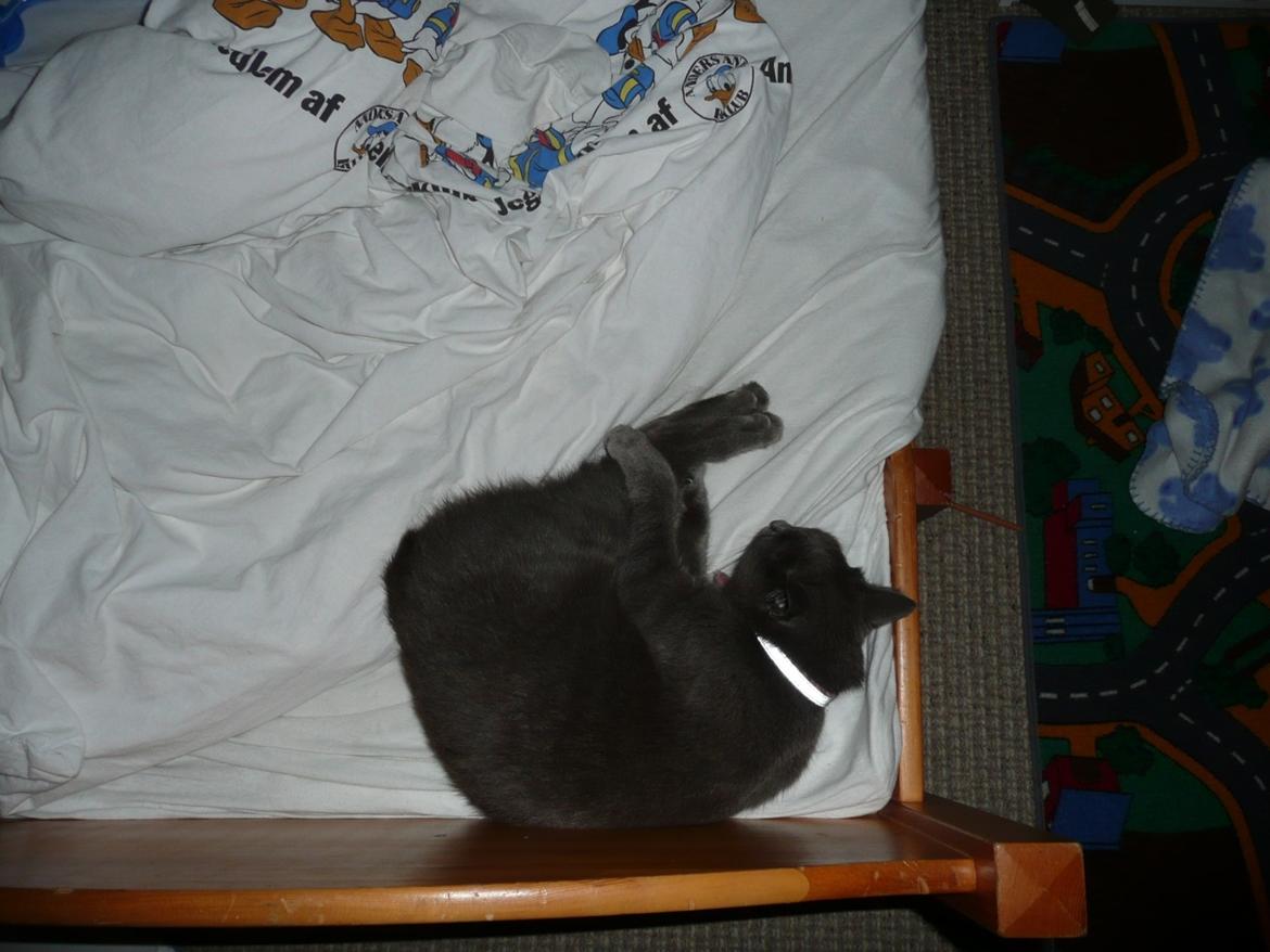 Blanding af racer Ove billede 7