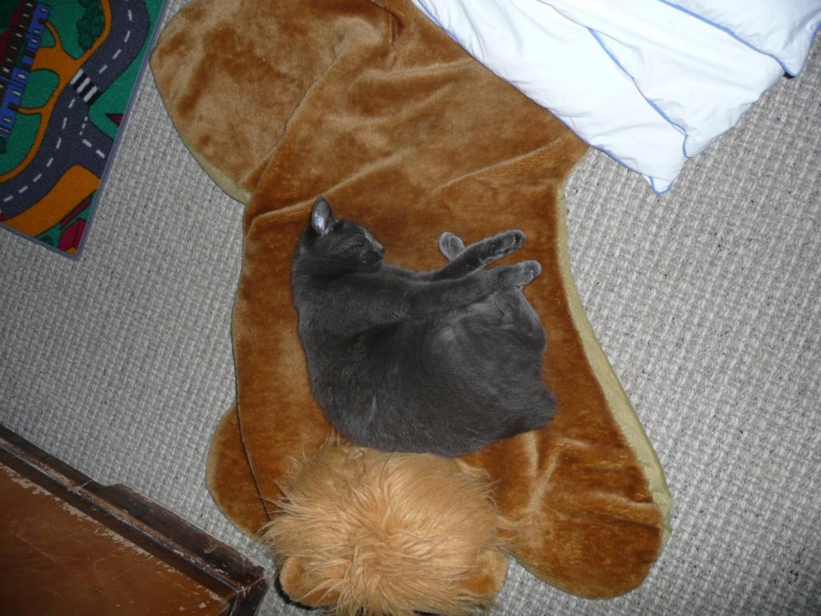 Blanding af racer Ove billede 8