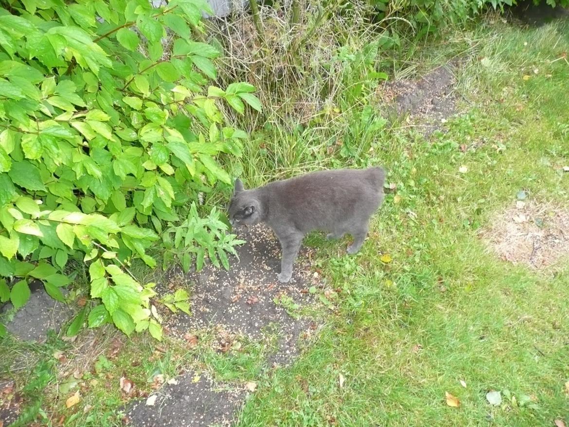 Blanding af racer Ove billede 9