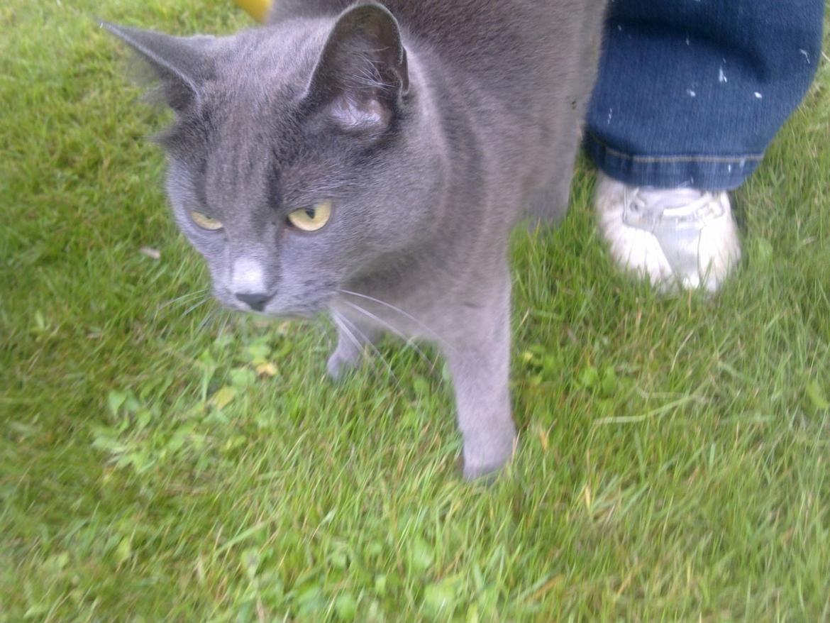 Blanding af racer Ove billede 10