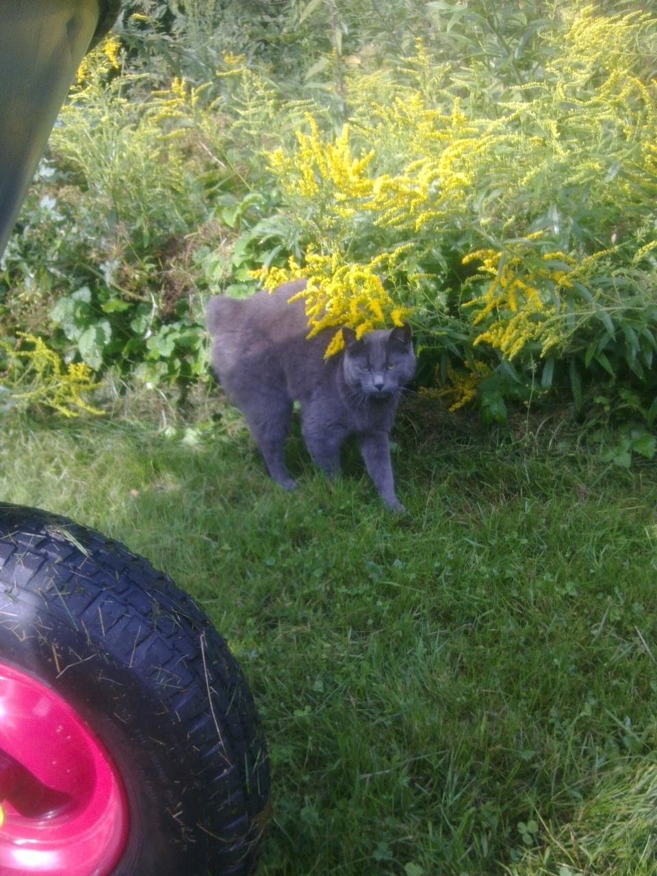 Blanding af racer Ove billede 11