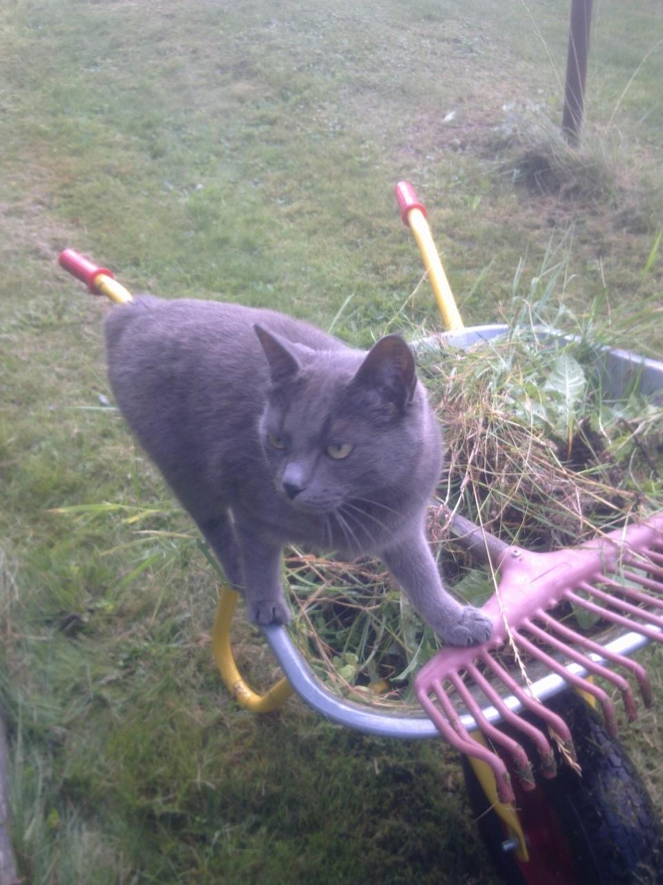 Blanding af racer Ove billede 12