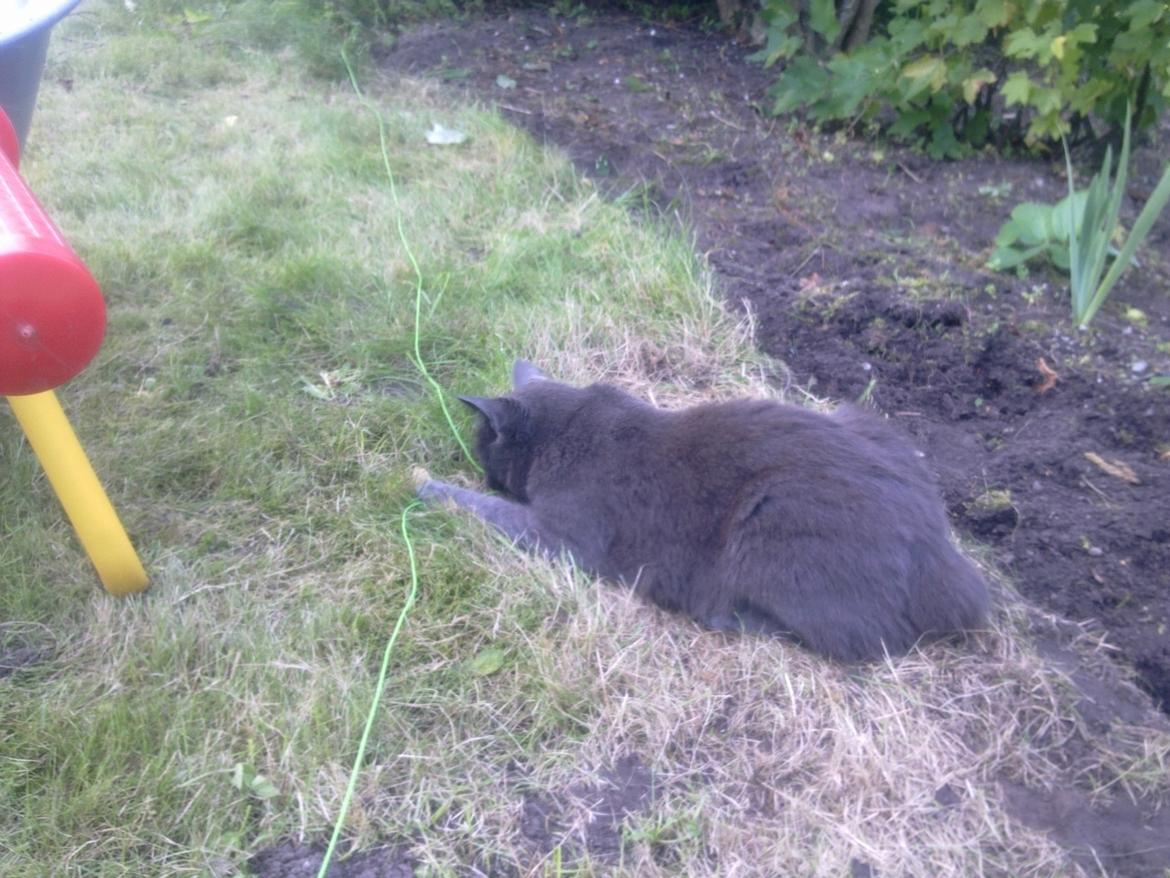 Blanding af racer Ove billede 13