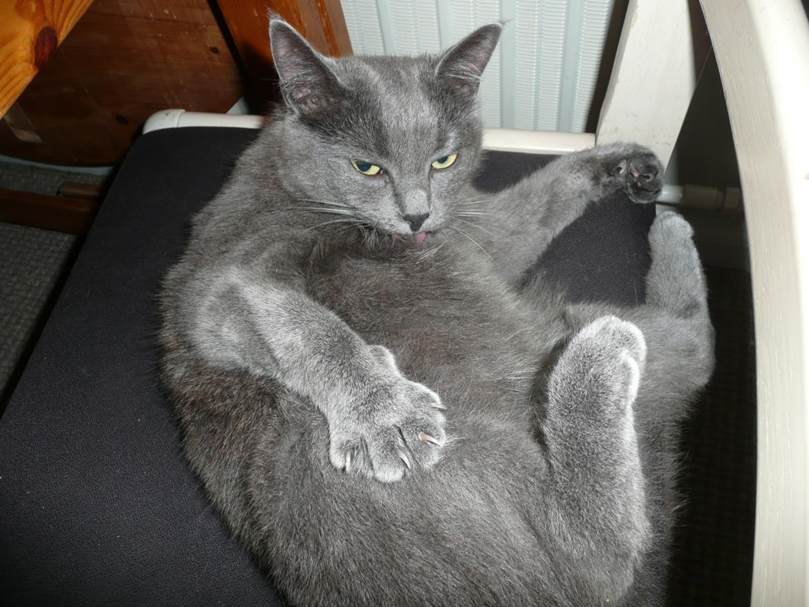 Blanding af racer Ove billede 14