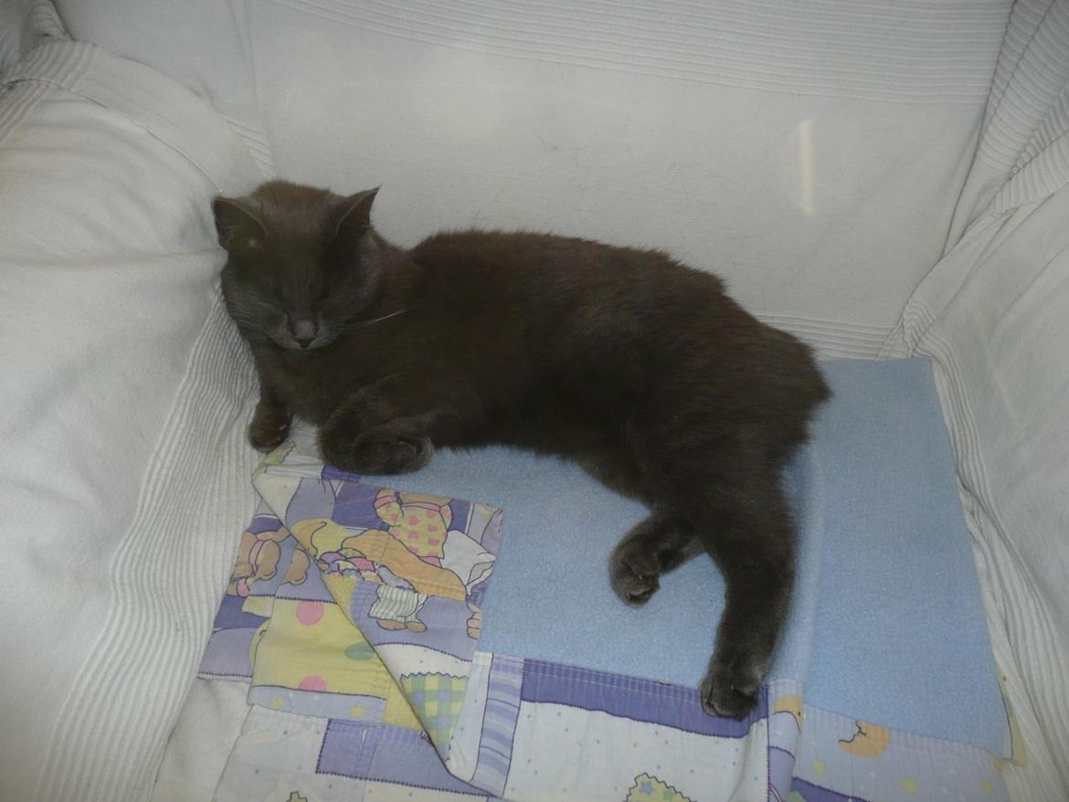 Blanding af racer Ove billede 15