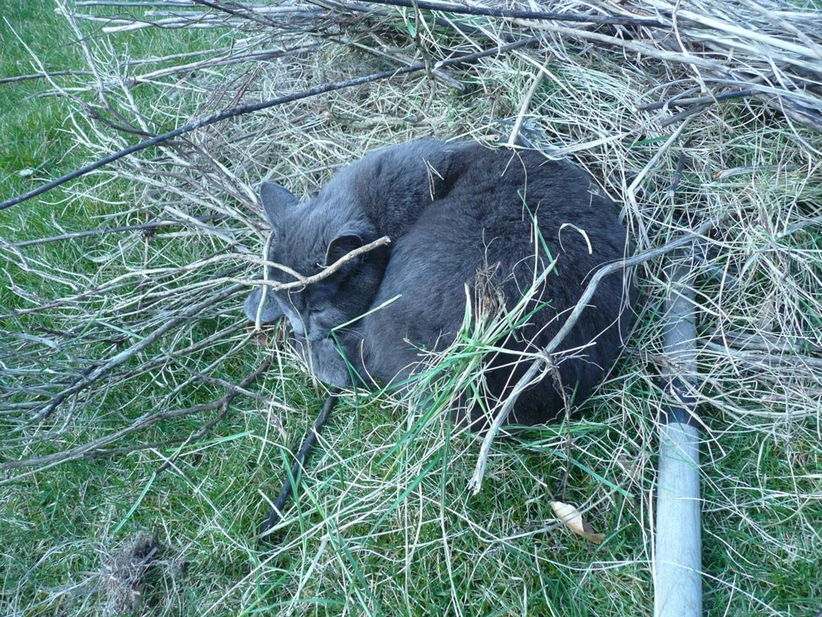 Blanding af racer Ove billede 16