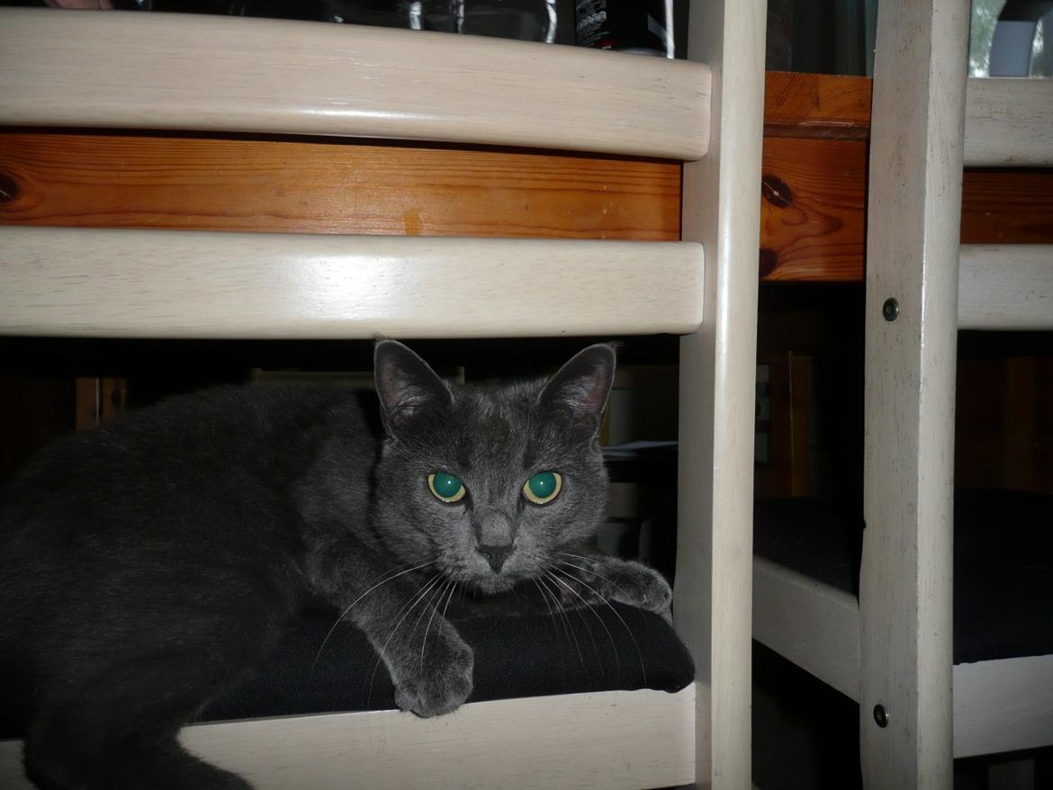 Blanding af racer Ove billede 17