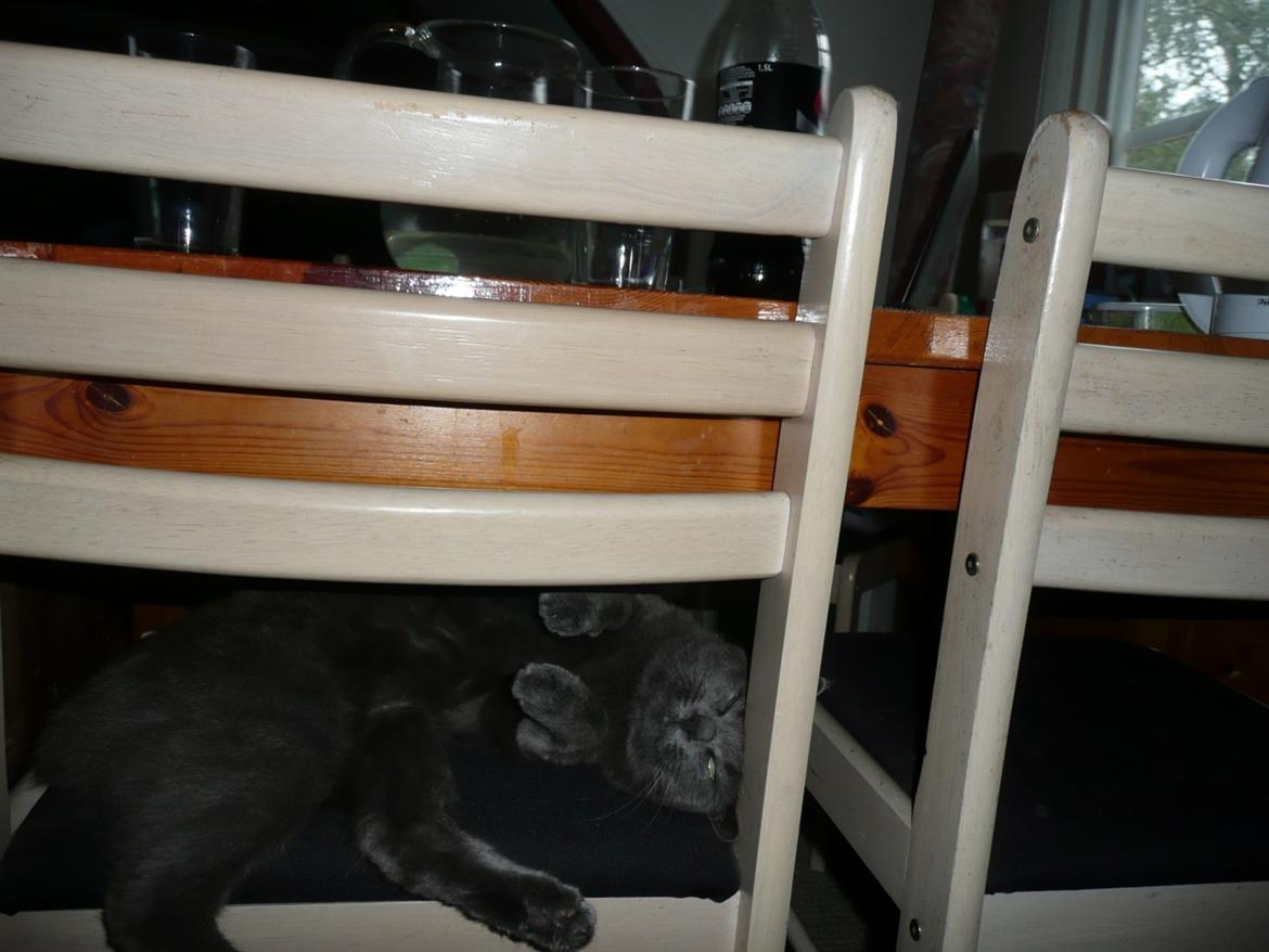 Blanding af racer Ove billede 18