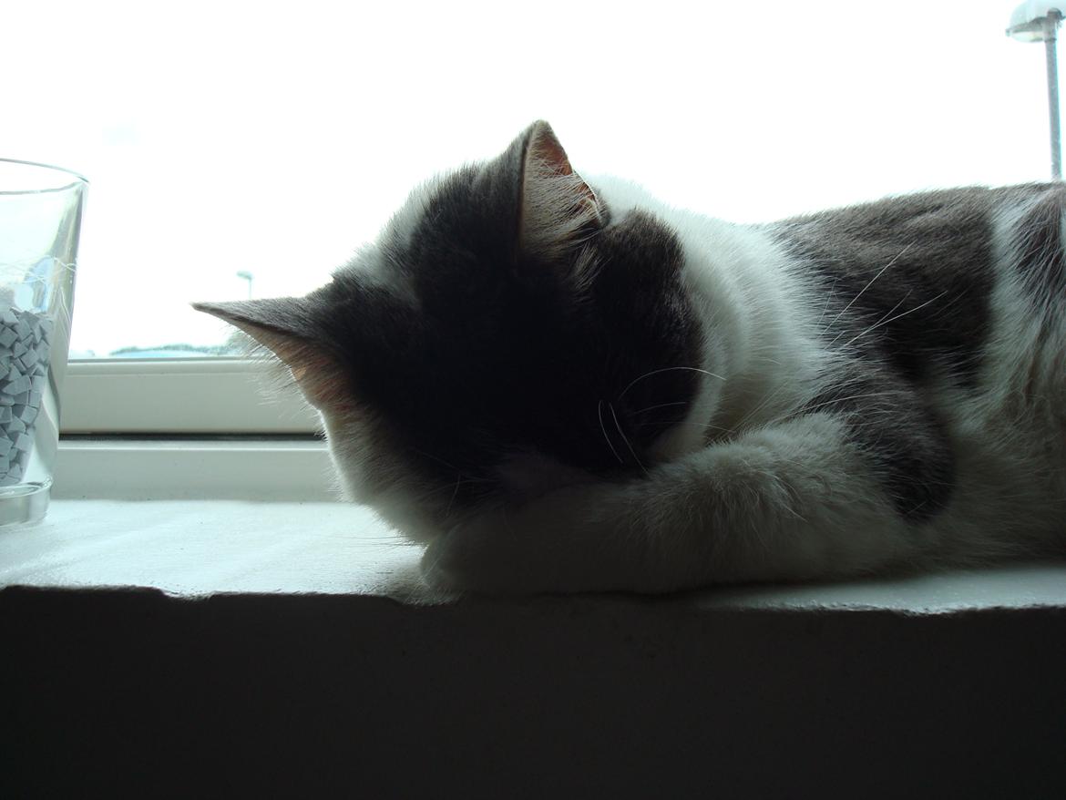 Blanding af racer Silver billede 2