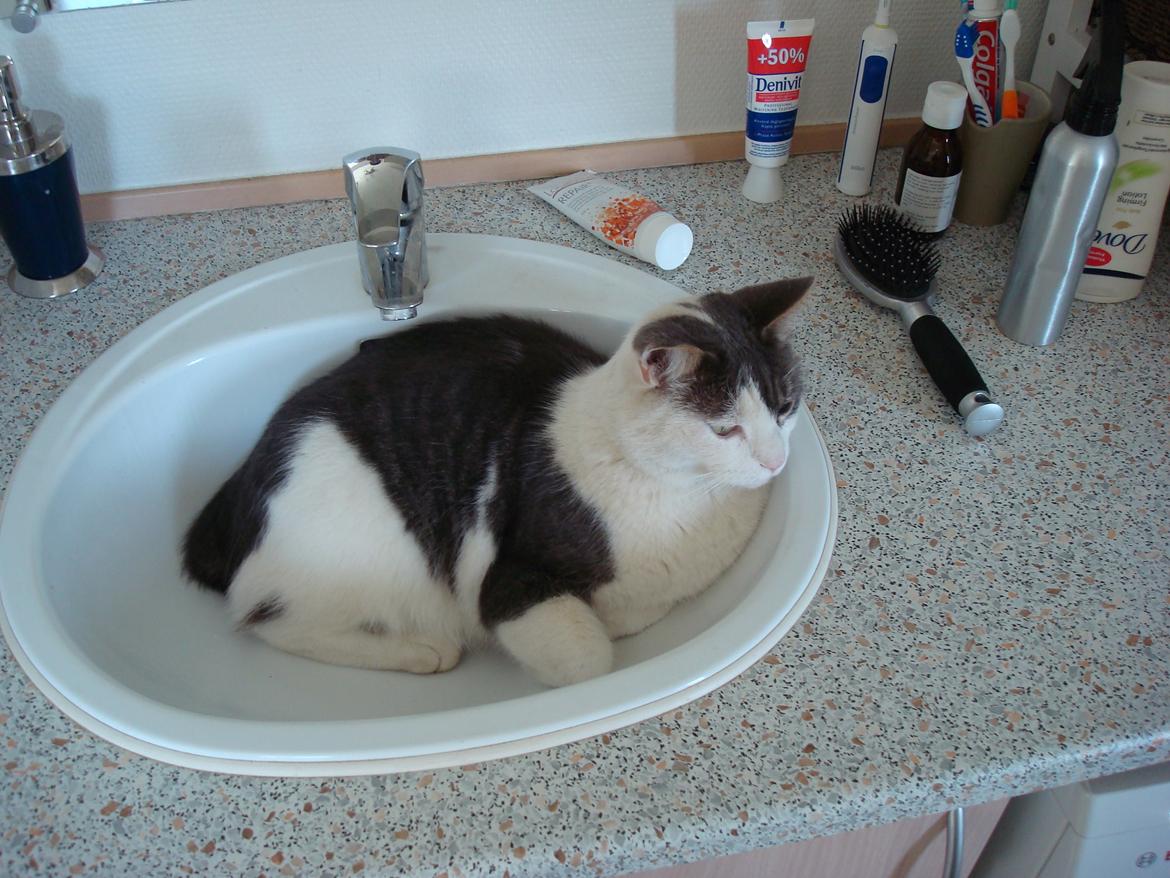 Blanding af racer Silver billede 3