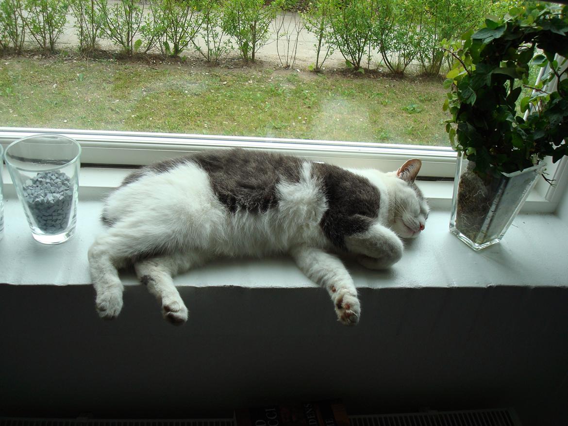 Blanding af racer Silver billede 4