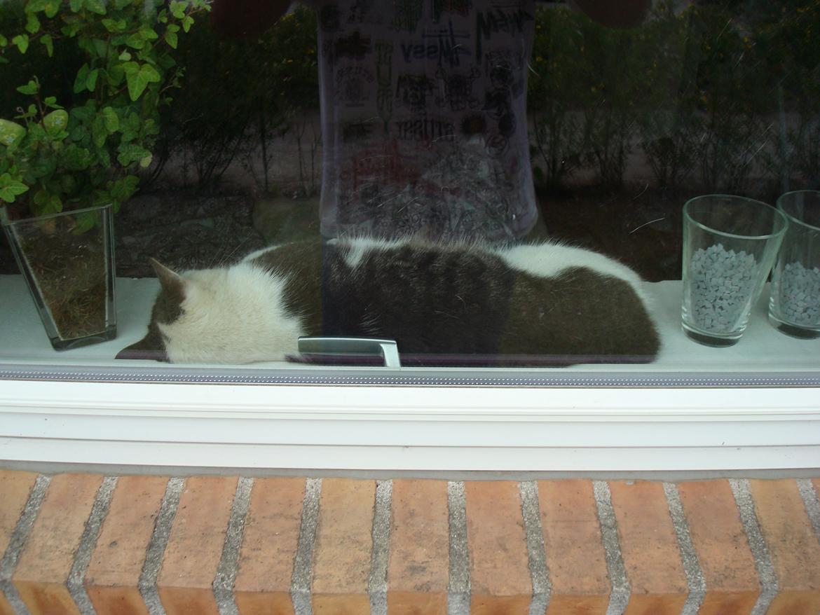 Blanding af racer Silver billede 5