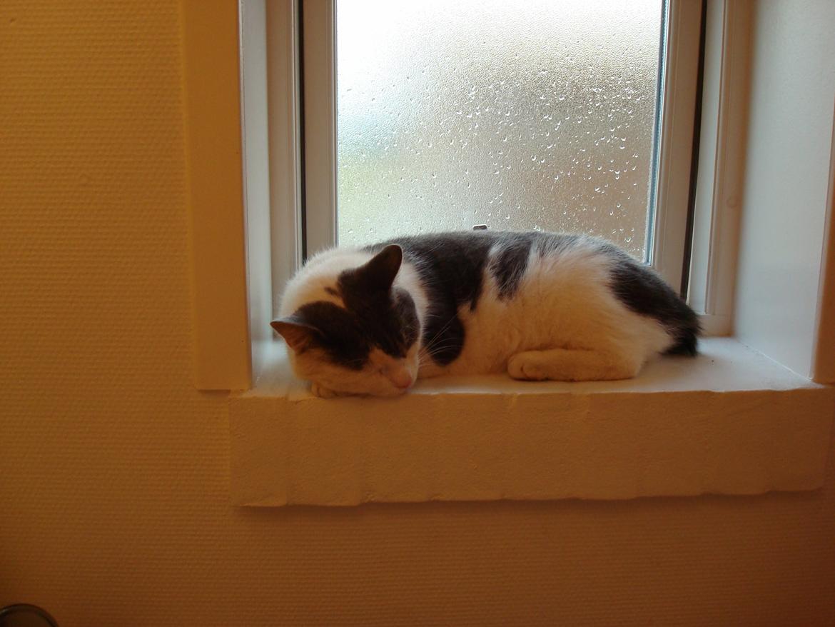 Blanding af racer Silver billede 6